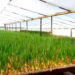 Бизнес идея выращивание зеленого лука